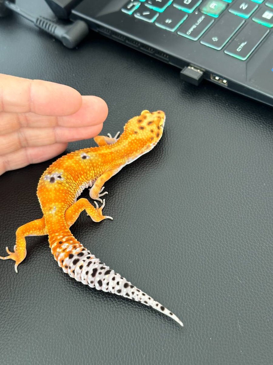 Eublepharis macularius — Leopard Gecko Emerine Eublepharis macularius — Leopard Gecko Emerine photo 2