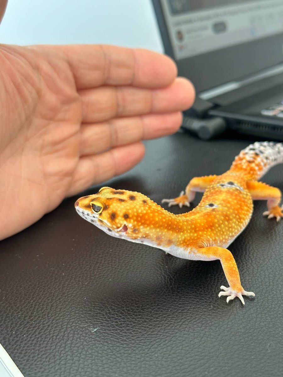 Eublepharis macularius — Leopard Gecko Emerine Eublepharis macularius — Leopard Gecko Emerine - female for sale from Vasco Vicente