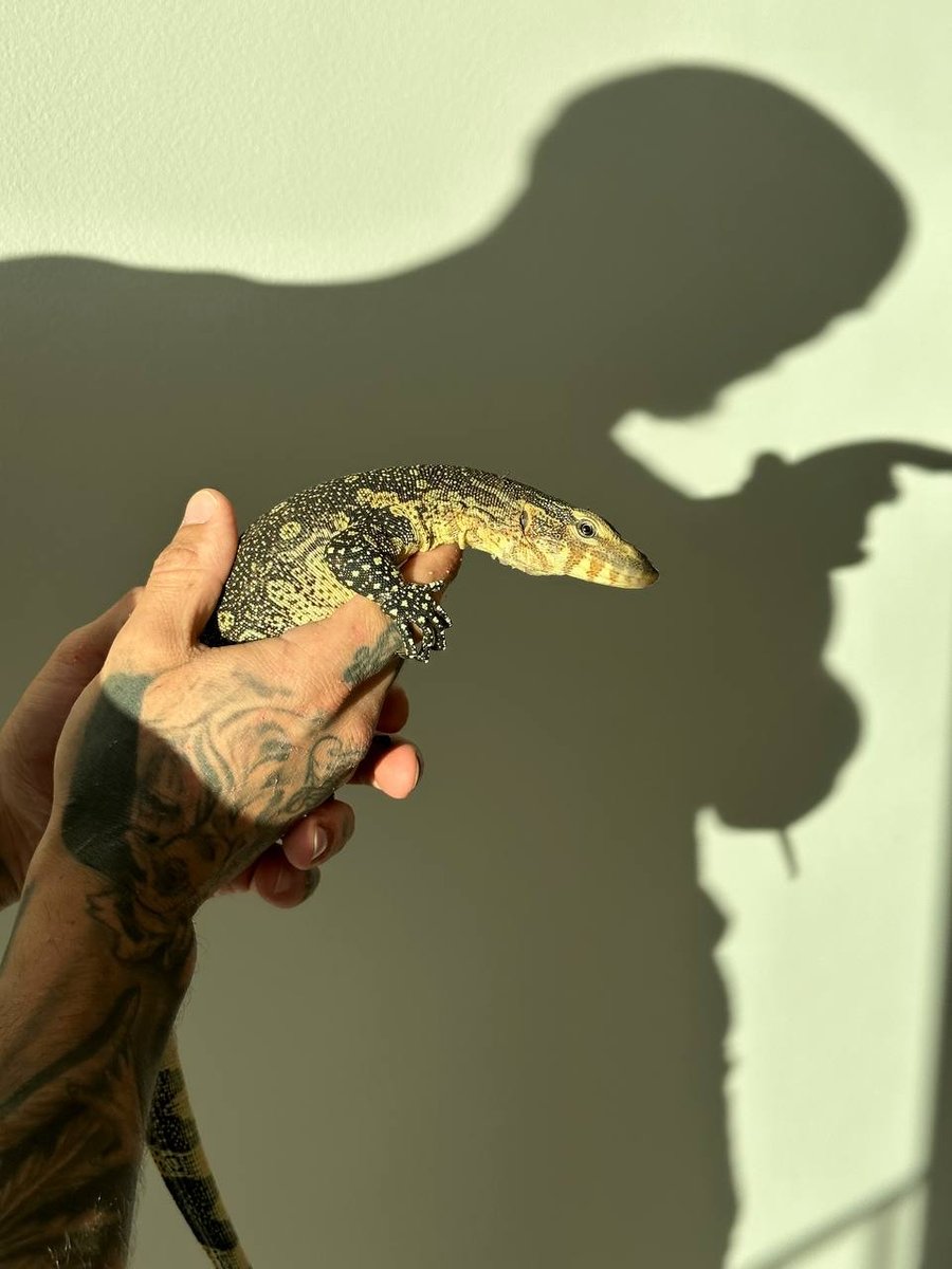 Varanus Ornatus Varanus Ornatus - unknown for sale from Vasco Vicente