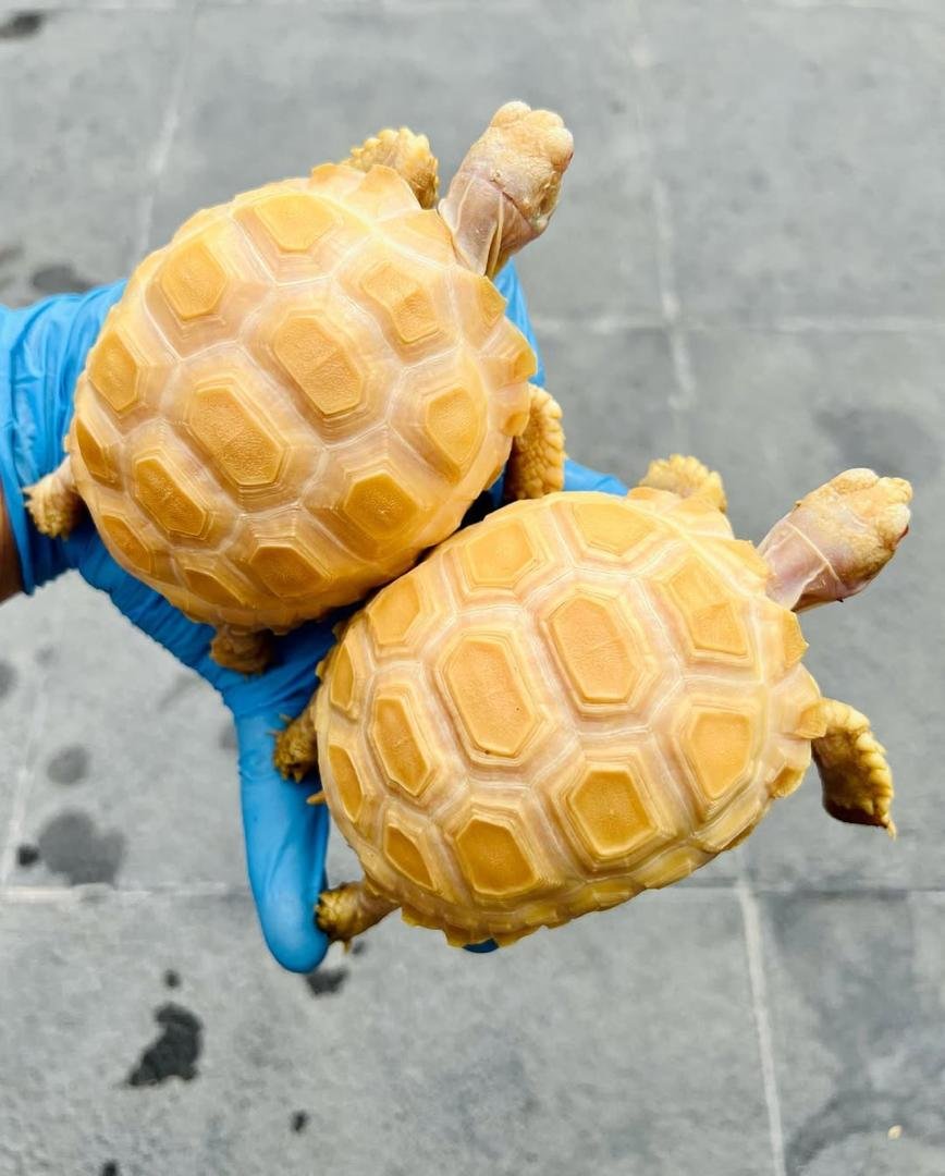 Albino sulcata tortoises
