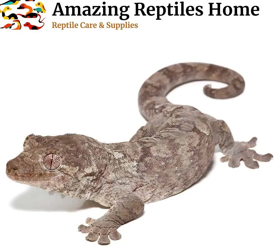 Baby Nu Ana Leachianus Gecko for Sale Leopard Gecko - male for sale from Michall Starc