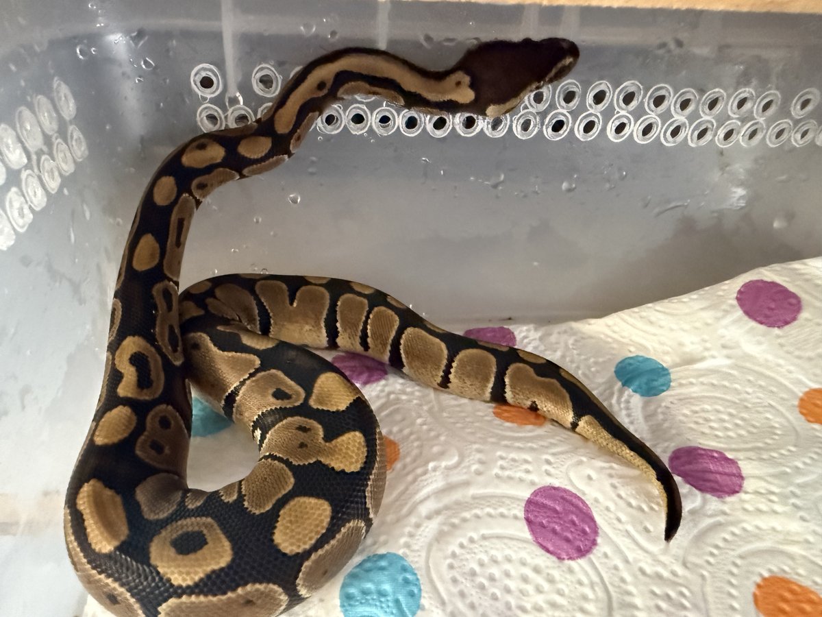 Het clown 50%het sunset #3 Ball Python - female for sale from MicksMorphs