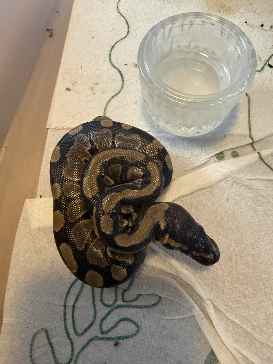 Het clown 50% het sunset #4 Ball Python - female for sale from MicksMorphs