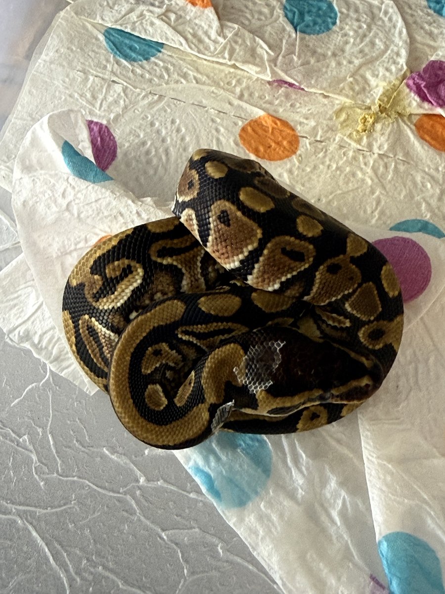 Het clown 50% het sunset #5 Ball Python - male for sale from MicksMorphs