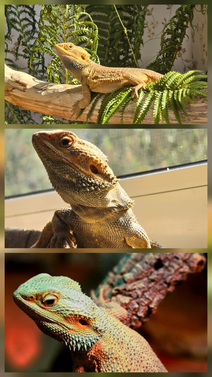 Agata Bearded Dragon - female for sale from Sergej Steinbach 