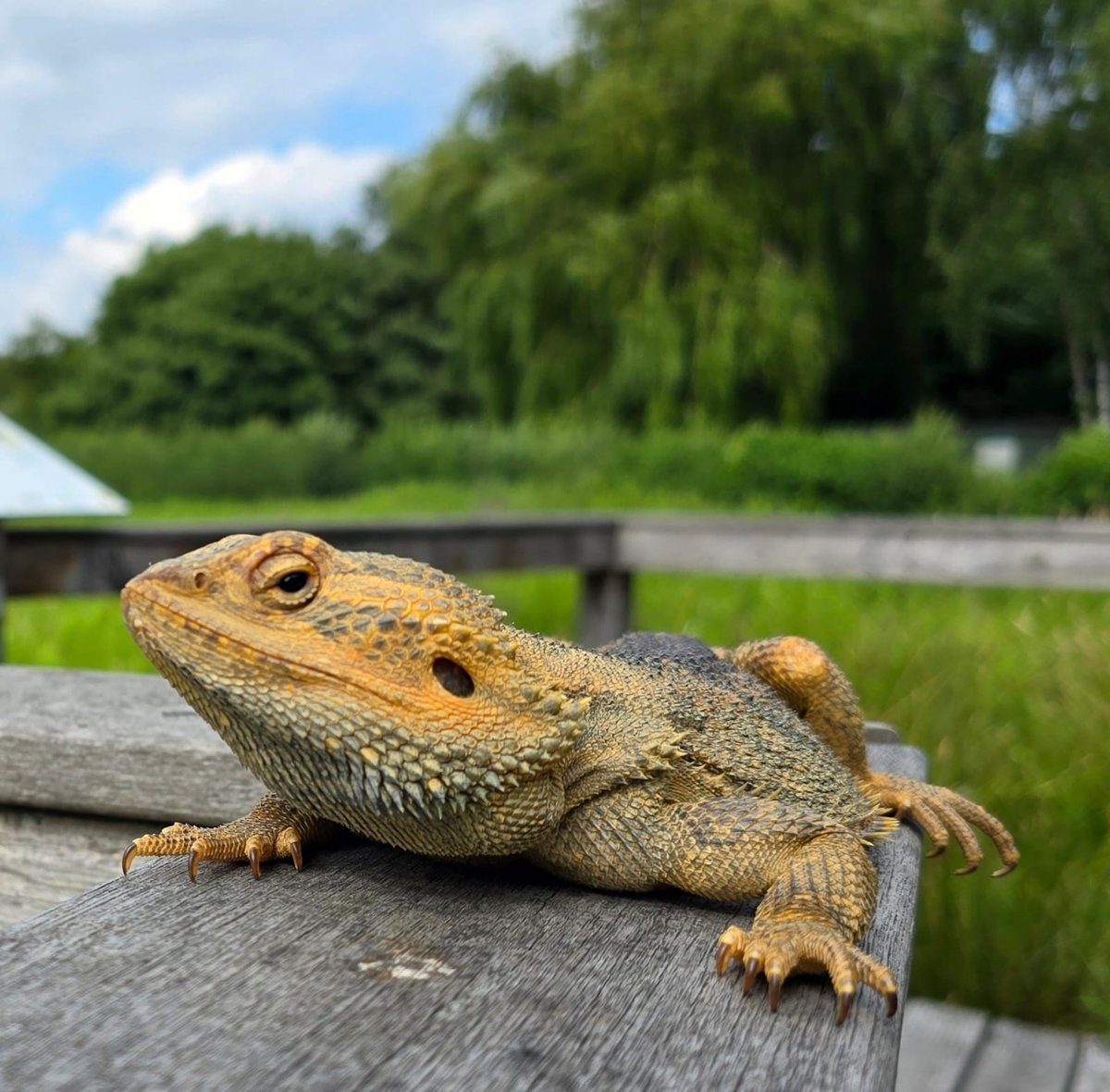 Agata Bearded Dragon photo 3