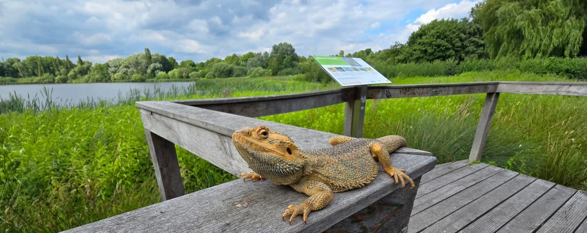 Agata Bearded Dragon photo 2