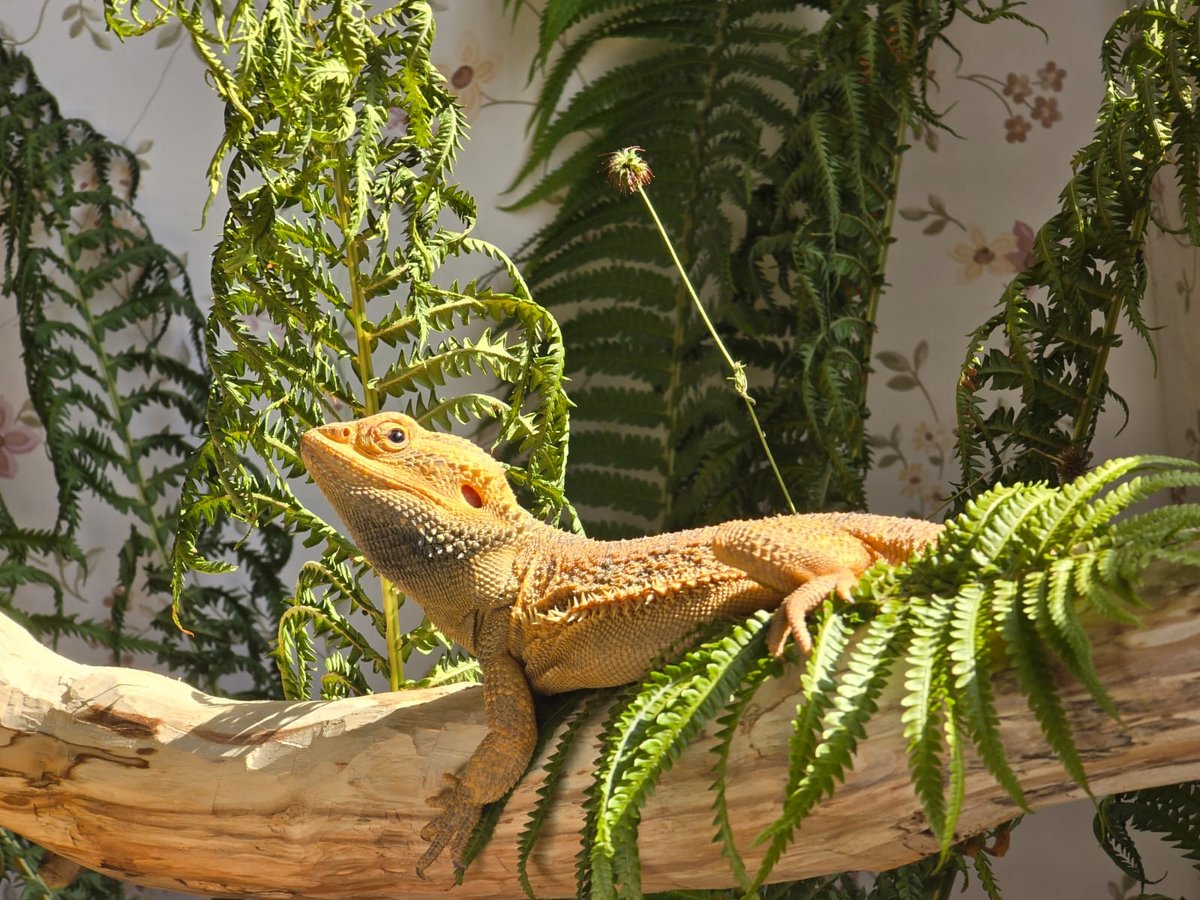 Agata Bearded Dragon photo 4