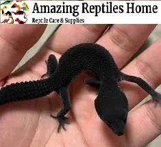 Black Night Leopard Gecko Leopard Gecko - male for sale from Michall Starc